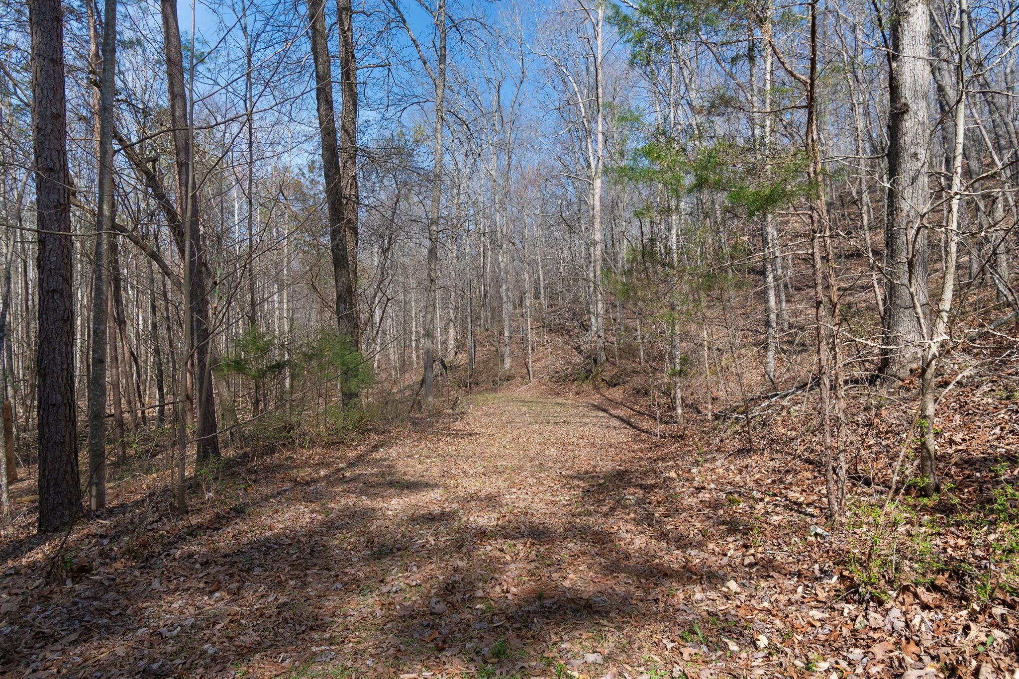 1300 New She Boss Road Duck River, TN 38454 - Photo 22 of 56 a view of a yard with trees