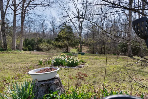 a view of backyard with tree
