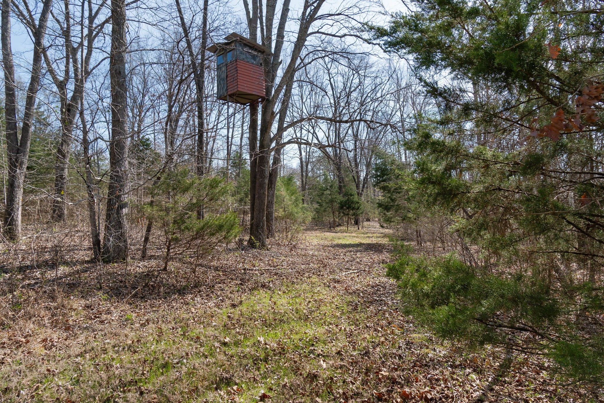 1300 New She Boss Road Duck River, TN 38454 - Photo 28 of 56 a backyard of a house with lots of green space