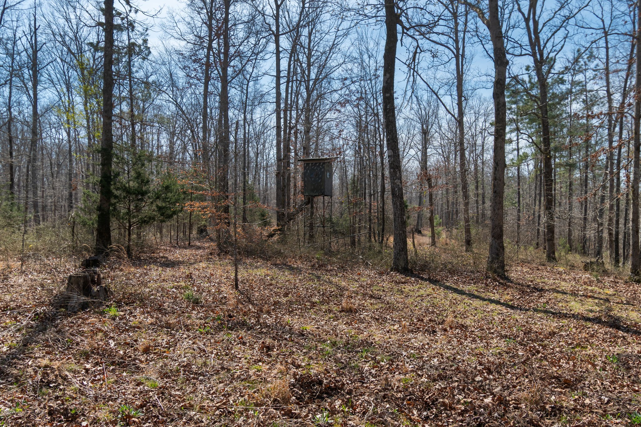1300 New She Boss Road Duck River, TN 38454 - Photo 34 of 56 a backyard of a house with lots of green space