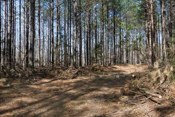 a view of a yard with large trees