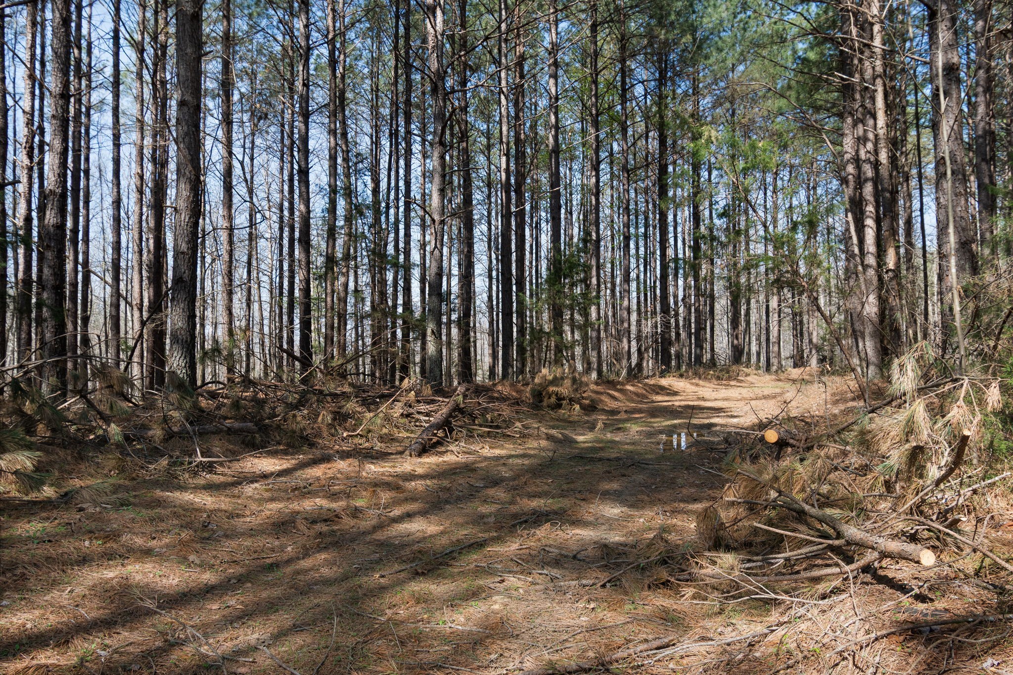1300 New She Boss Road Duck River, TN 38454 - Photo 36 of 56 a view of tree in front of a house