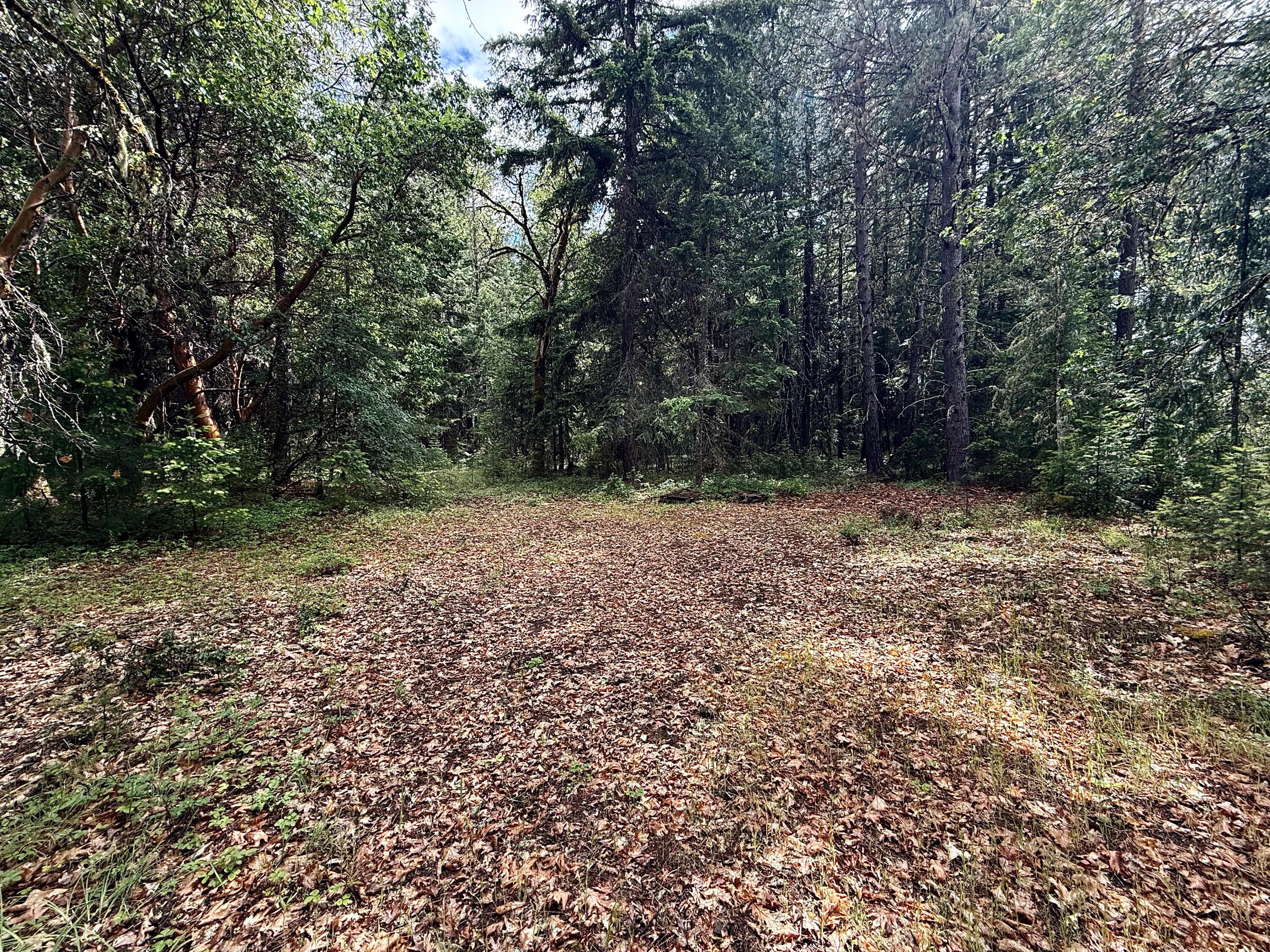 42256 Highway 62 Prospect, OR 97536 - Photo 30 of 48 a view of a yard with a tree