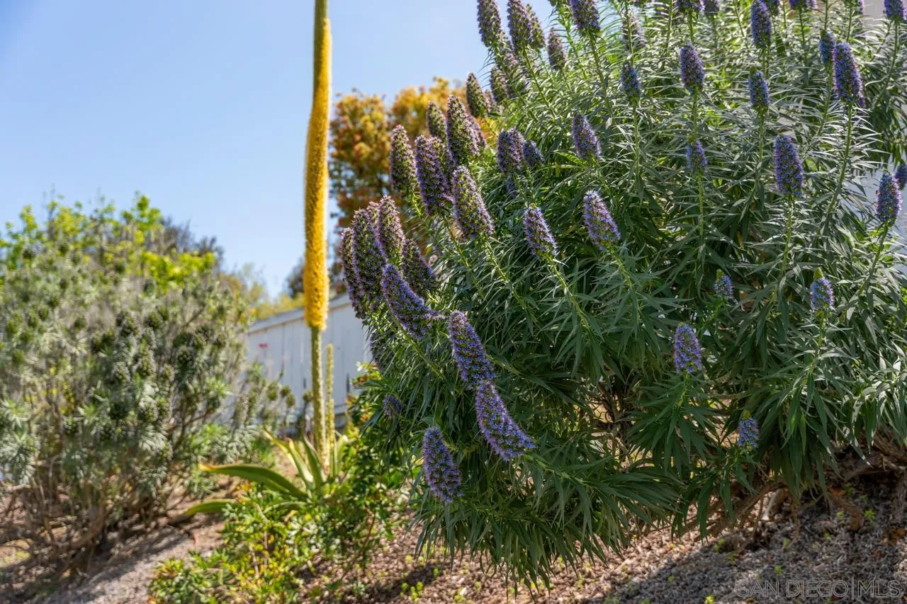 7914 Corte Cardo Carlsbad, CA 92009 - Photo 50 of 61
