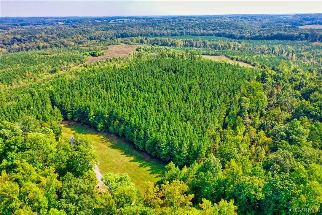 2232 Mt Pleasant Road Pamplin, VA 23958 - Photo 45 of 50 a view of a bunch of trees and bushes