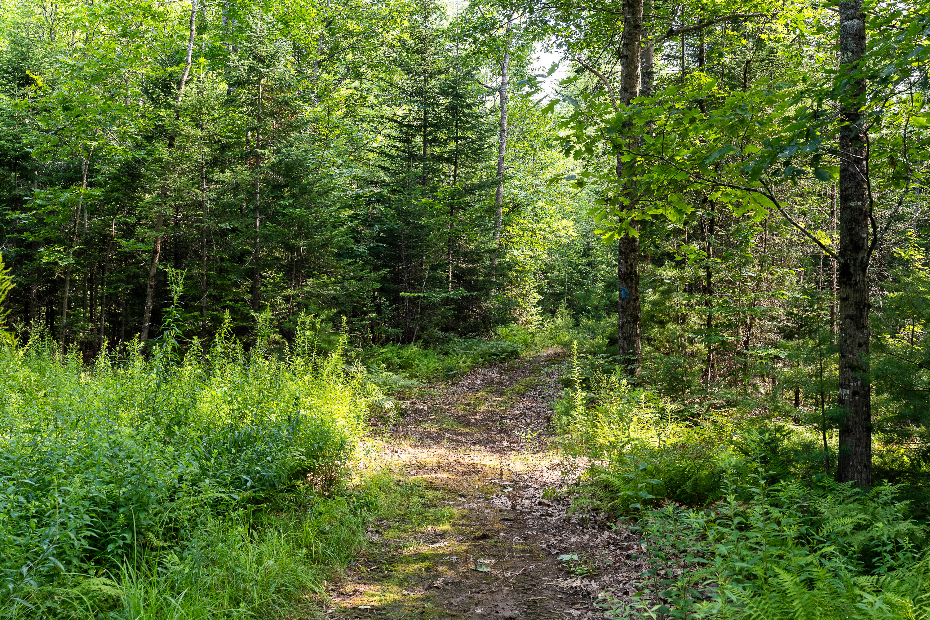 584 Poland Range Road Pownal, ME 04069 - Photo 42 of 46 (89)_584 Poland Range Rd. Pownal(MAPS)