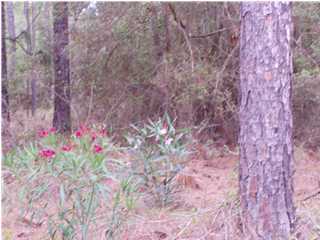 11.89-acre Richardson Road Crestview, FL 32539 - Photo 1 of 3 a view of a flower in a yard