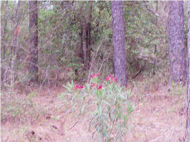 11.89-acre Richardson Road Crestview, FL 32539 - Photo 3 of 3 a close up of a plant