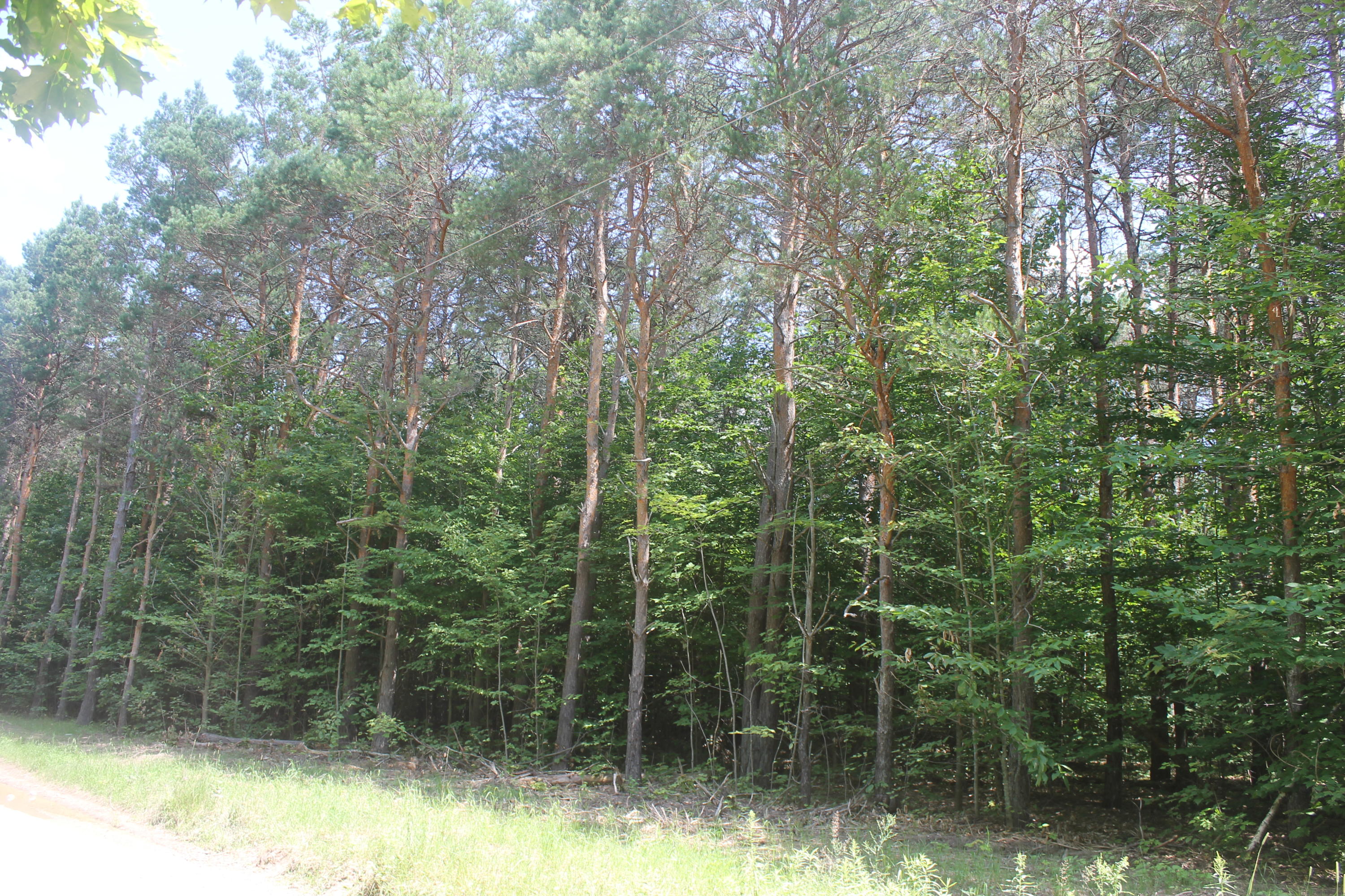 0 Sherman Road Grayling, MI 49738 - Photo 3 of 6 Gallery Image 3