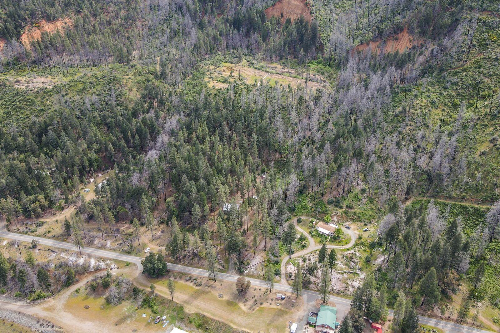 710 Dutch Creek Road Junction City, CA 96048 - Photo 11 of 38 a view of a yard with large trees