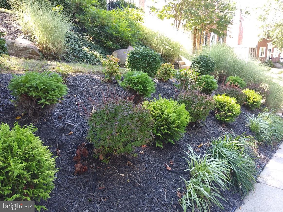 6217 Forest Road Cheverly, MD 20785 - Photo 9 of 26 landscaping