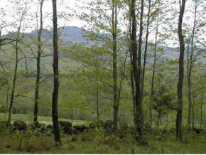 0 Chandler Farm Road Stowe, VT 05672 - Photo 1 of 1