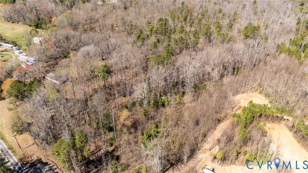 a view of a forest with a tree