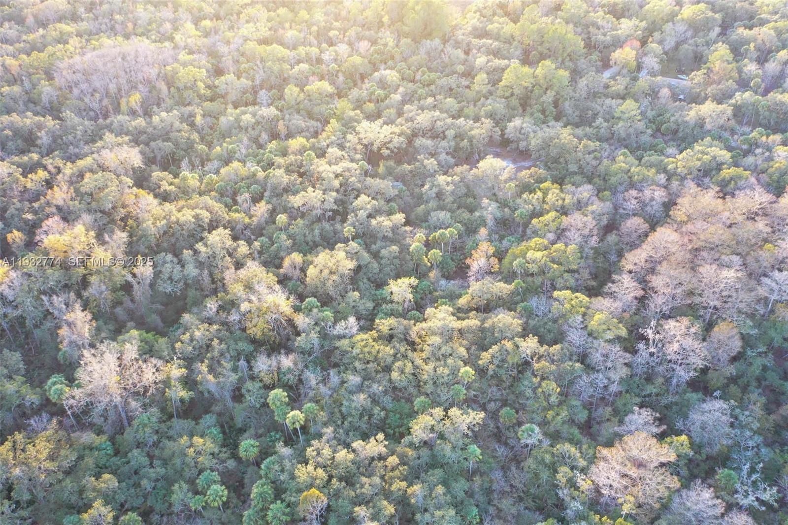 13254 East Shawnee Trail Inverness, FL 34450 - Photo 18 of 24 a view of a forest