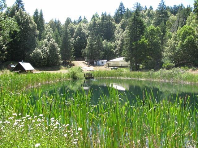 a view of a lush green forest