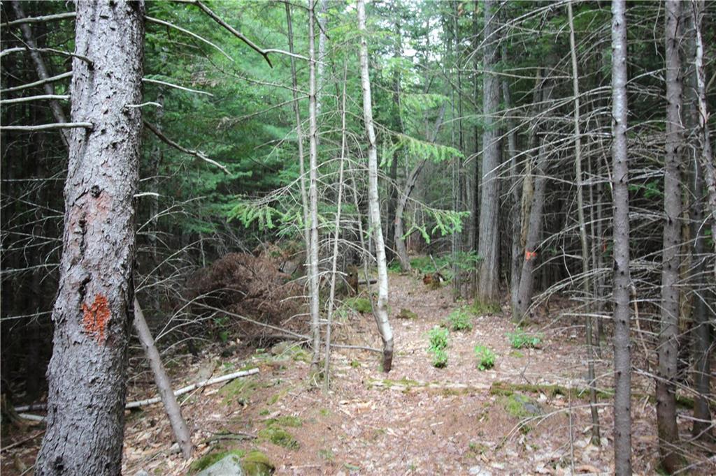 Tbd Westwood Road Bethel, ME 04217 - Photo 14 of 15 Photo