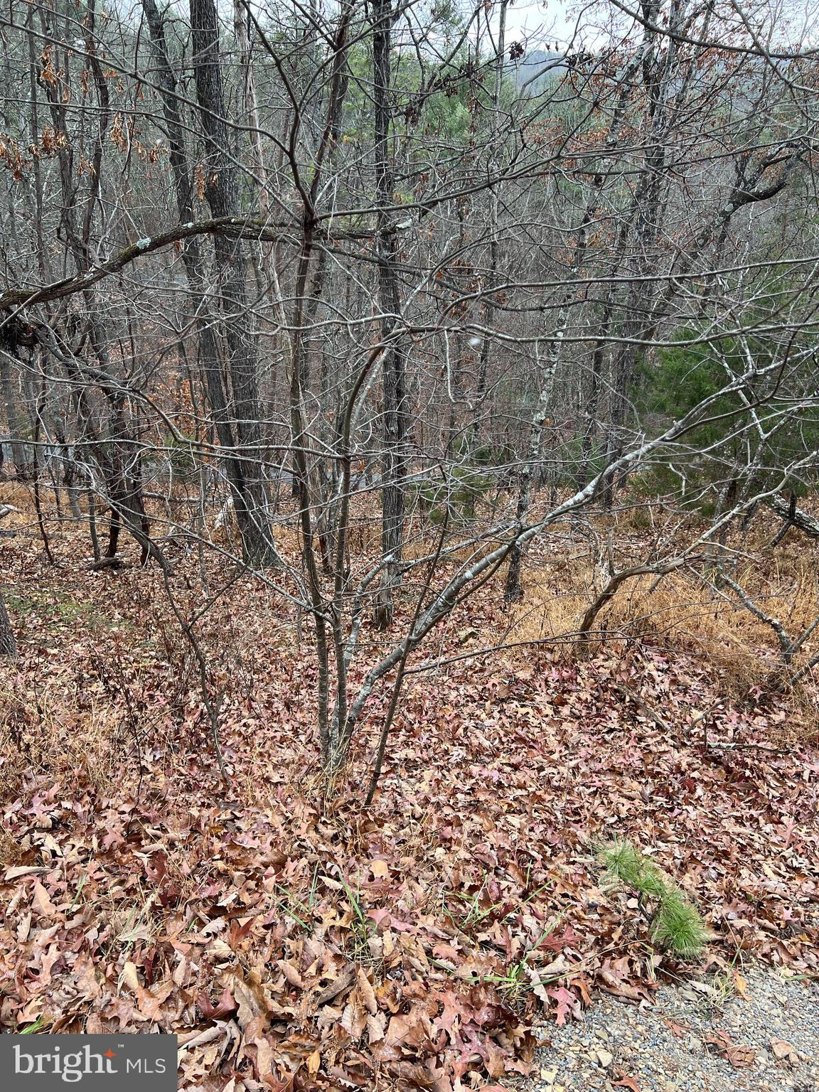 0 Hampton Street Basye, VA 22810 - Photo 3 of 3 a view of a yard with a tree