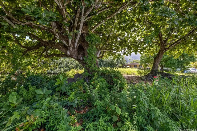 a view of a yard with a tree