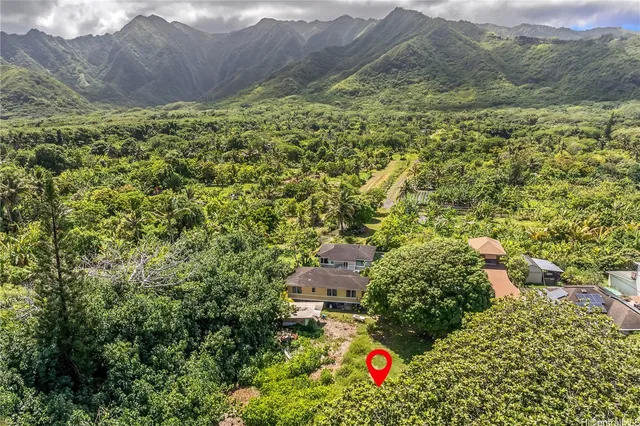 a view of a garden with plants