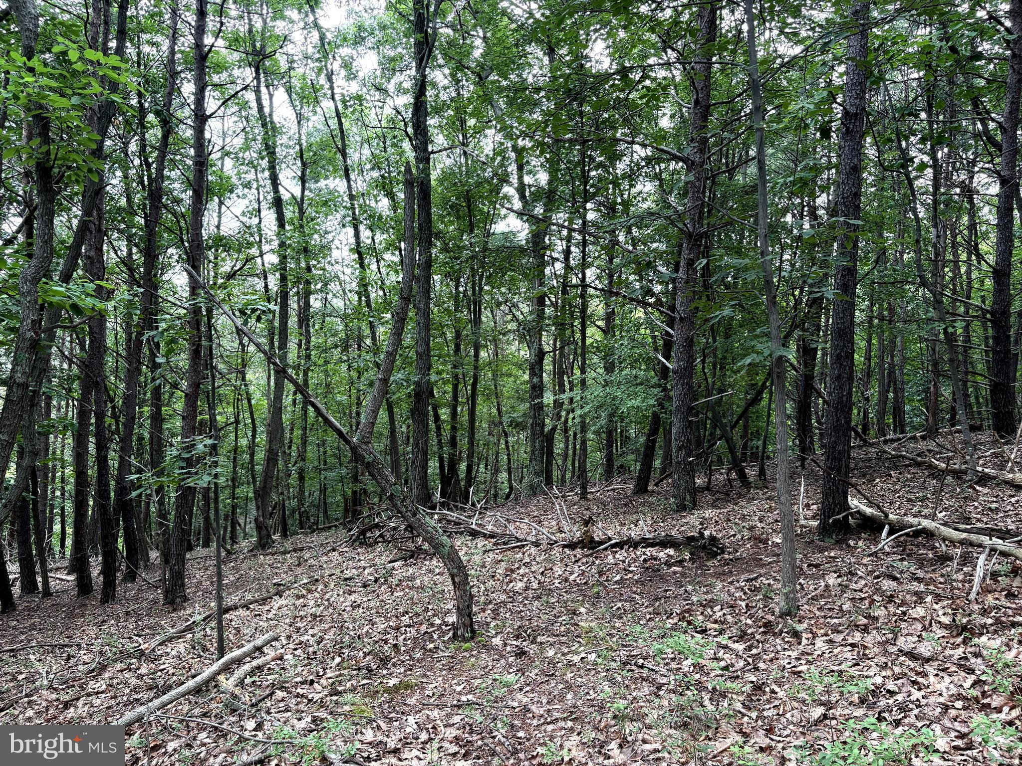 Lot 126 Bluffs Blue Beach Road Springfield, WV 26763 - Photo 9 of 20