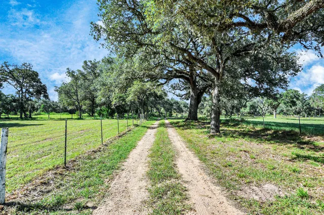 a view of a park with large trees