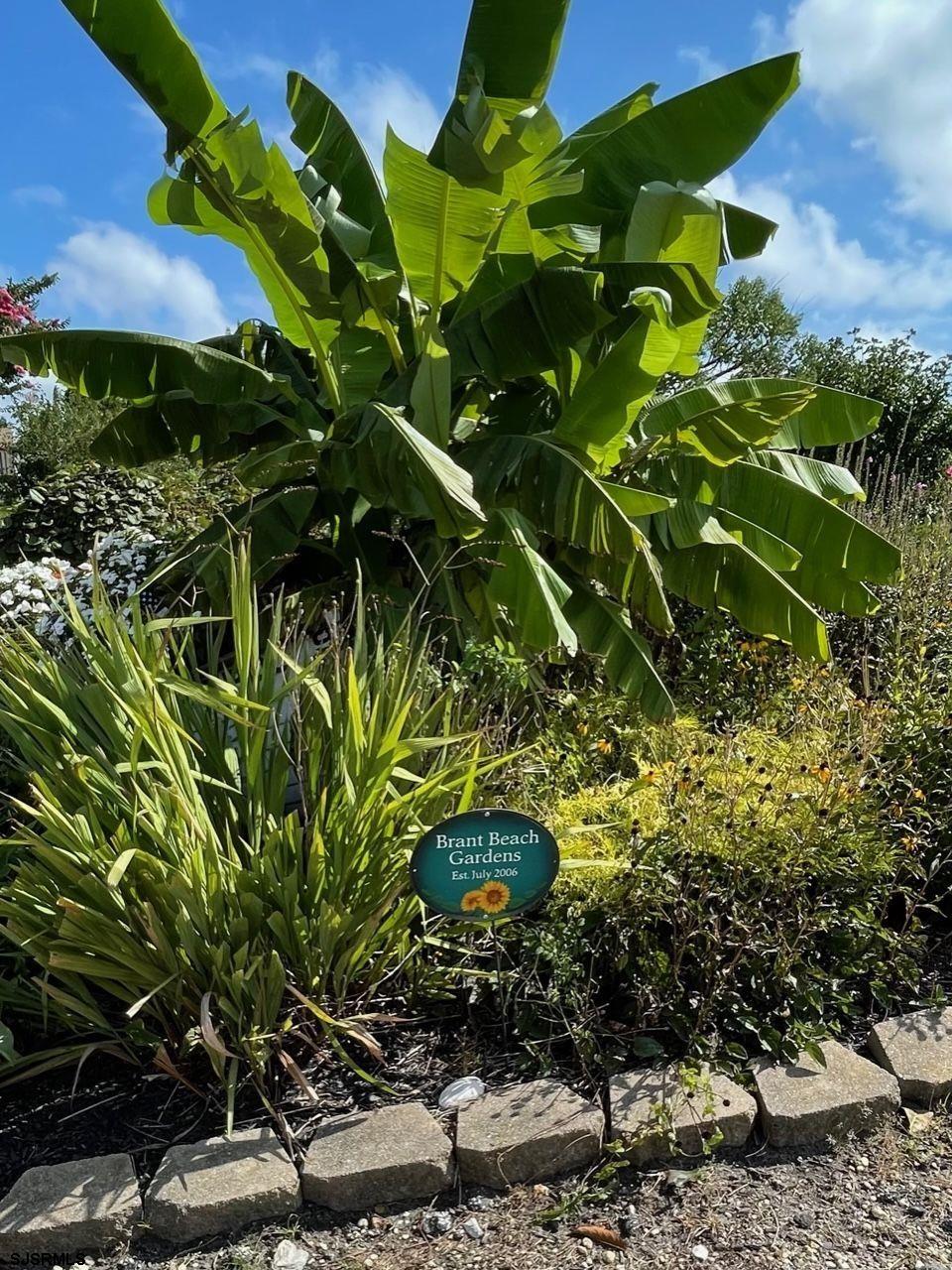 12 Lighthouse Drive, Unit A Brigantine, NJ 08203 - Photo 16 of 16 a plant is in a garden