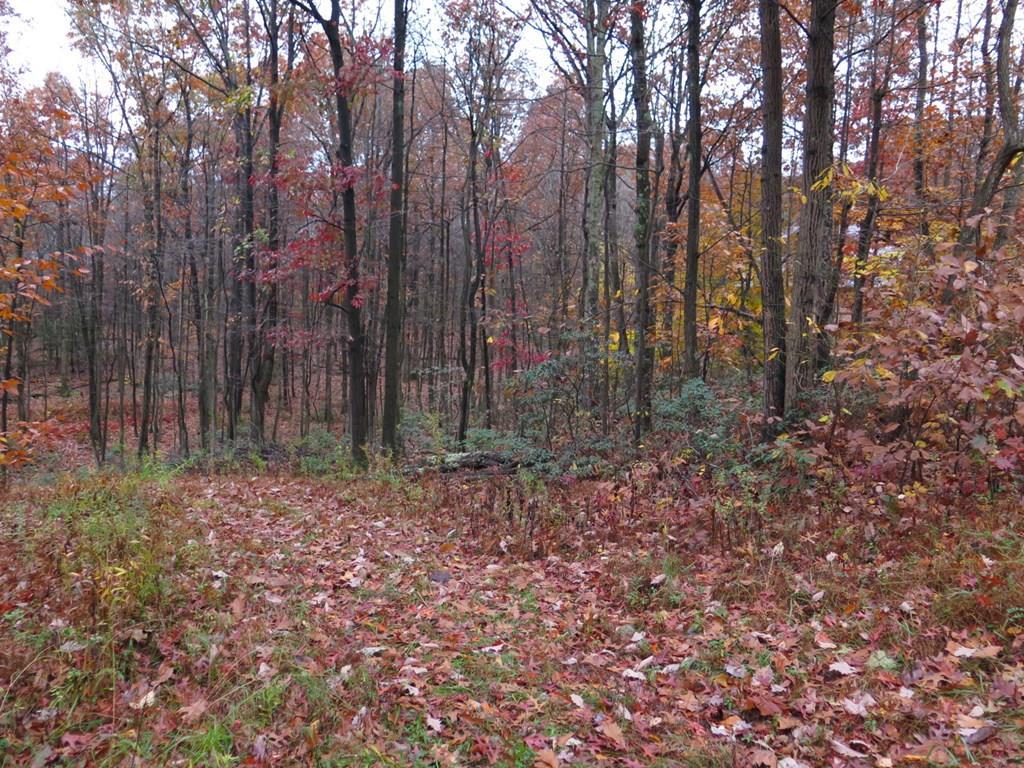0 Laurel Road James Creek, PA 16657 - Photo 2 of 9 Gallery Image 2