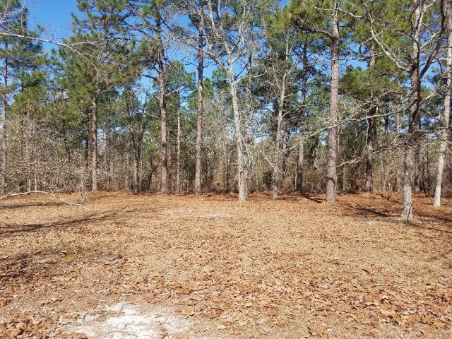 2462 Patiller Road Hephzibah, GA 30815 - Photo 14 of 39 yard