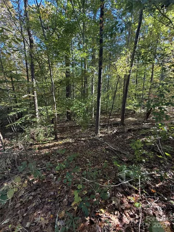 a view of a forest with trees in the background