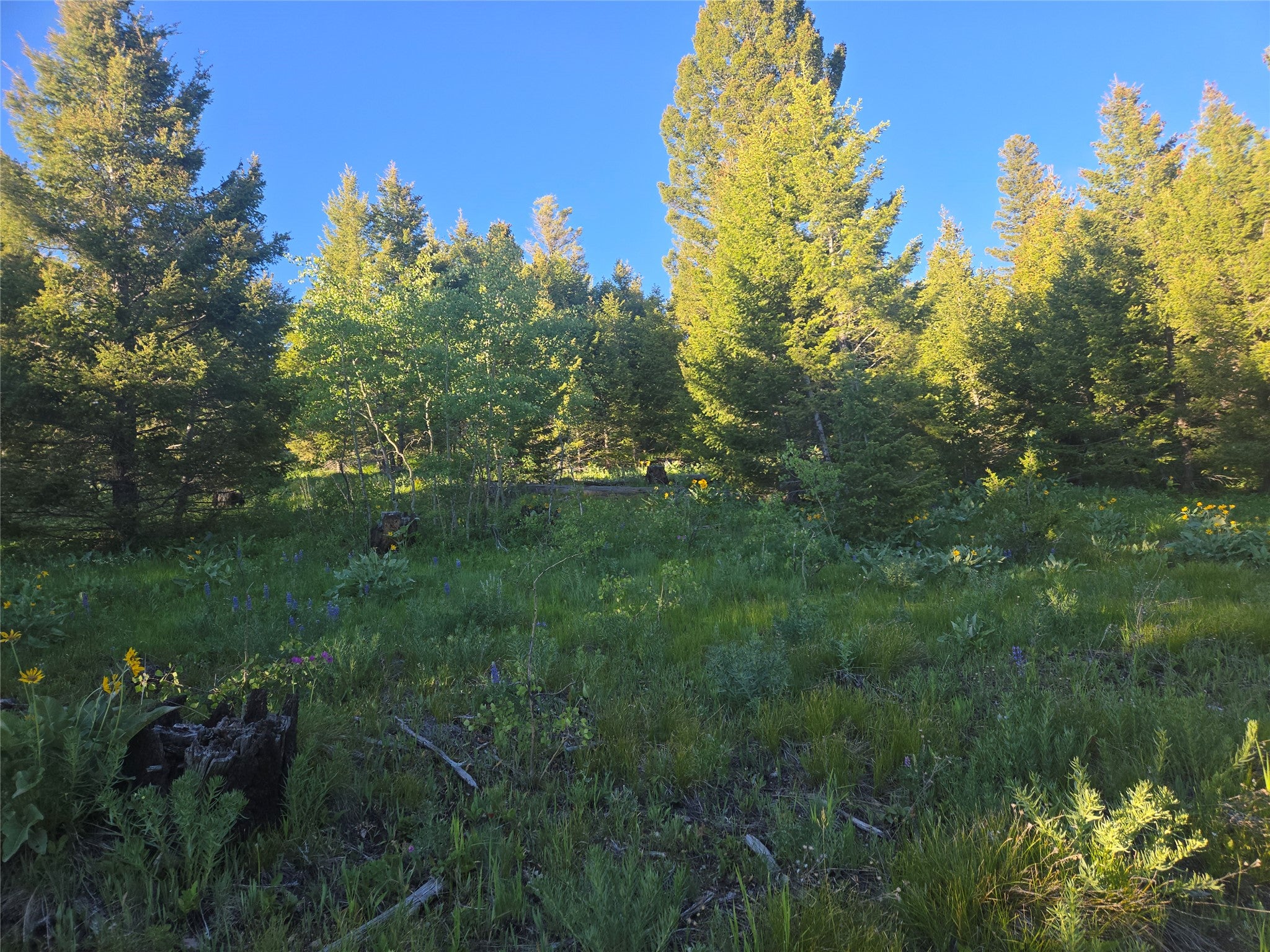 1 Big Sky Ridge Road Drummond, MT 59832 - Photo 5 of 13 Gallery Image 5