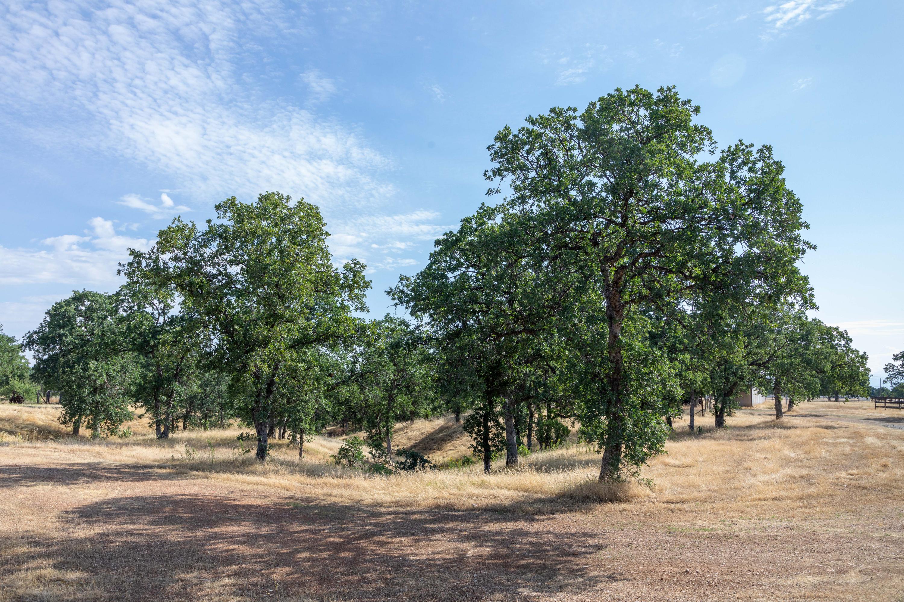 17710-770 Quail Ridge Road Cottonwood, CA 96022 - Photo 54 of 64 254A1179
