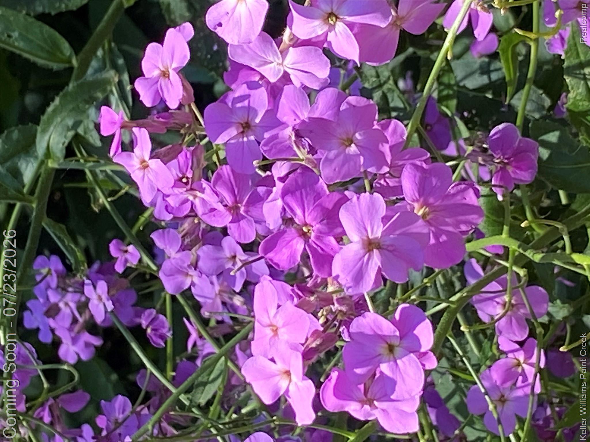 423 East Road Holly, MI 48442 - Photo 60 of 61 Wild flowers yard.jpeg