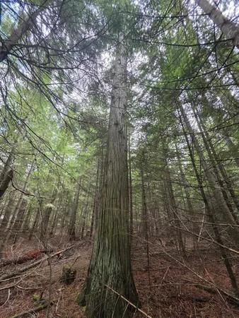 $109,000 | 181 Devils Drive, Cusick, WA 99119