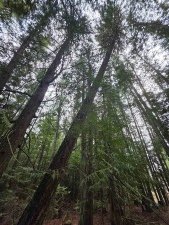 $109,000 | 181 Devils Drive, Cusick, WA 99119