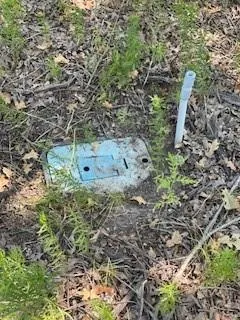 a view of a forest with lots of trees