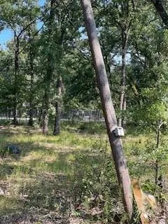 a view of a yard with plants and large trees
