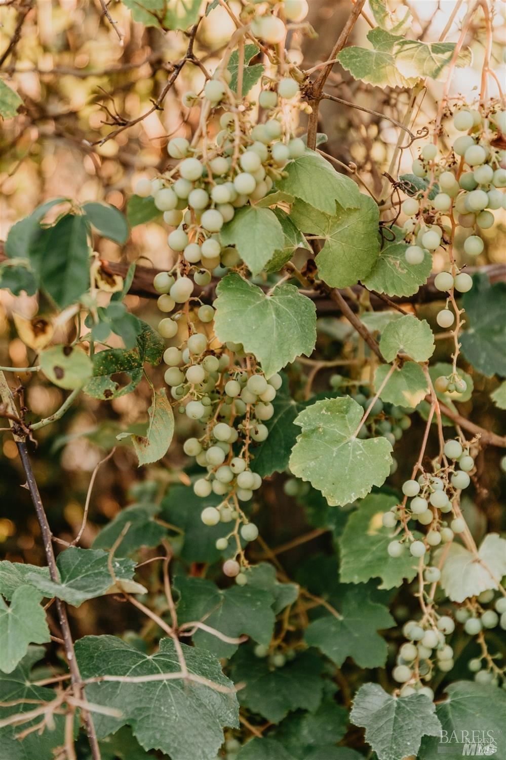 49100 Wickersham Road Geyserville, CA 95441 - Photo 11 of 98