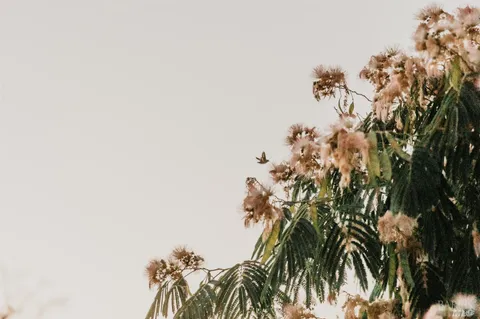 a view of a yard with a tree