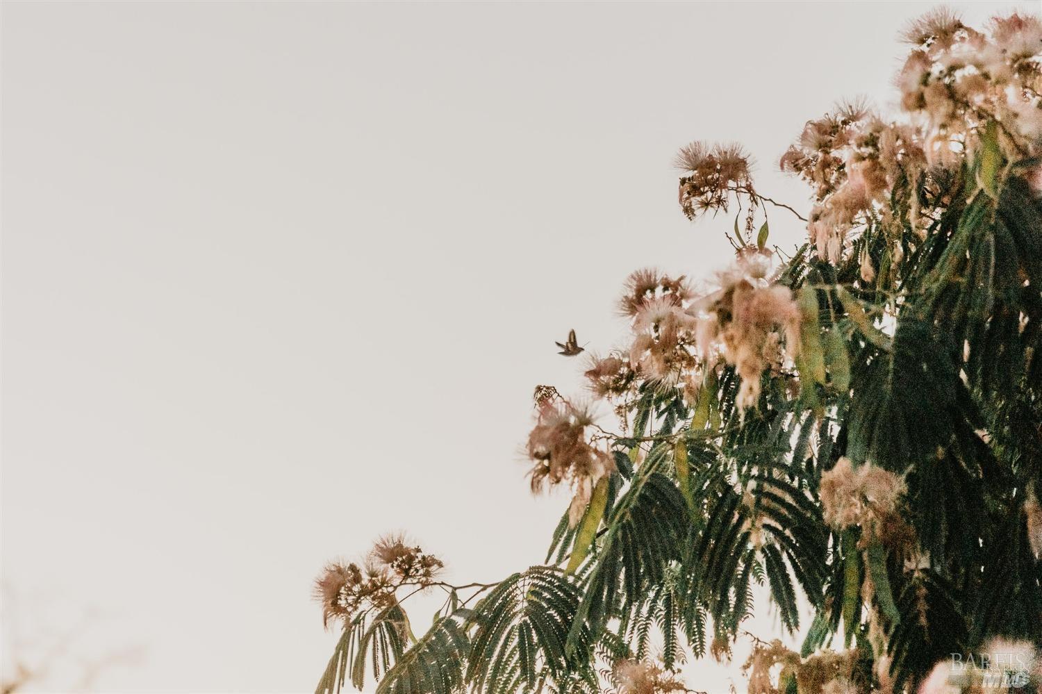 49100 Wickersham Road Geyserville, CA 95441 - Photo 22 of 98 a view of a plant with a plant