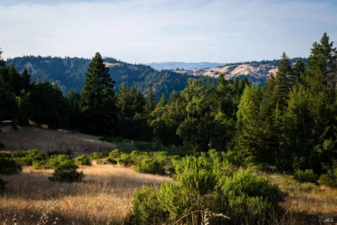 a view of a dry yard with trees