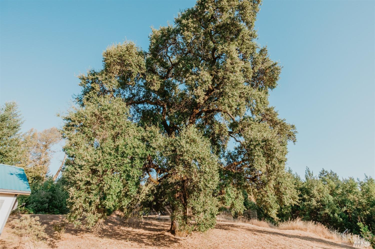 49100 Wickersham Road Geyserville, CA 95441 - Photo 57 of 98 a view of a plants with flower garden
