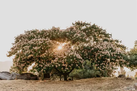 a view of a large building with a mountain in the background