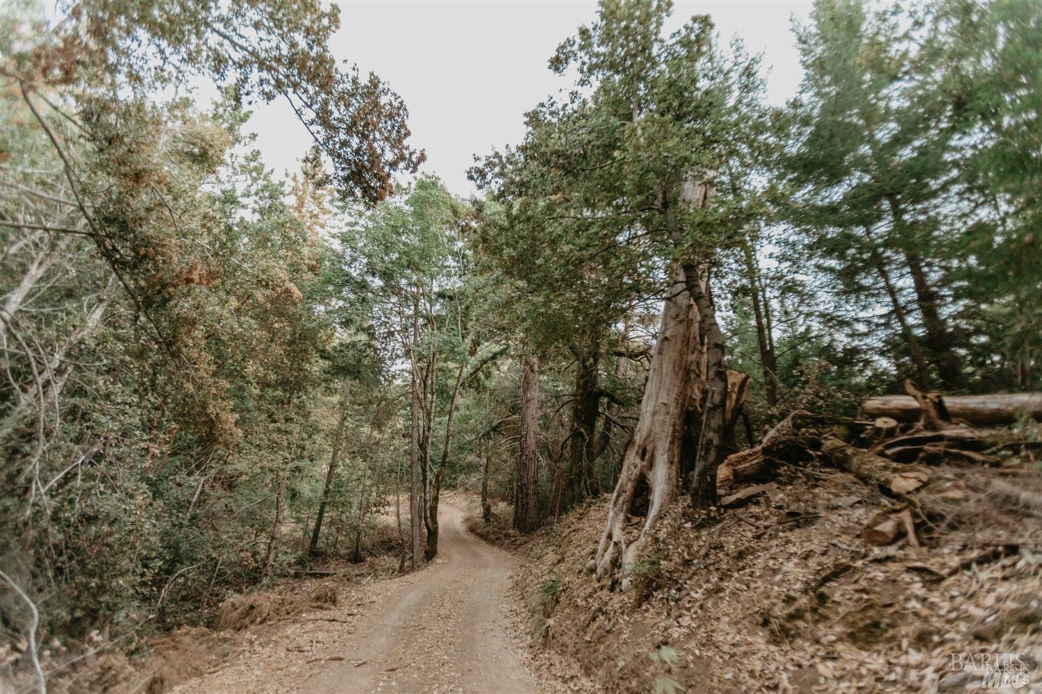 49100 Wickersham Road Geyserville, CA 95441 - Photo 89 of 98 a view of a forest with trees in the background