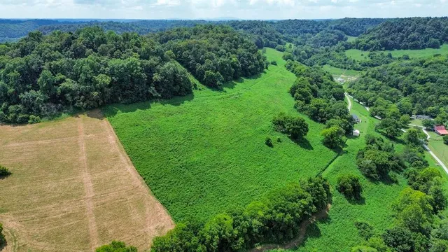 a view of a big yard with plants and large trees