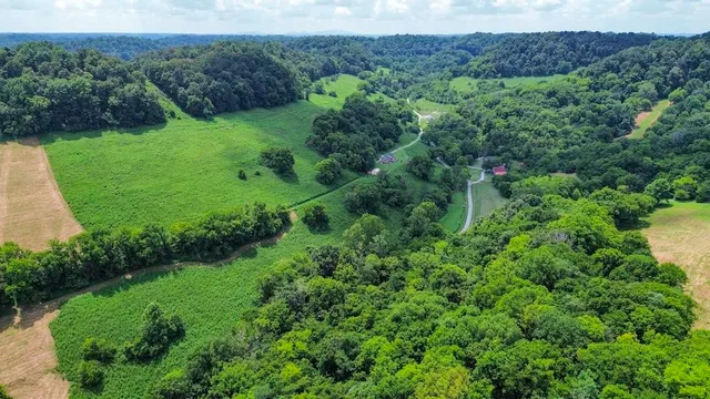 a view of a lush green forest with lots of trees