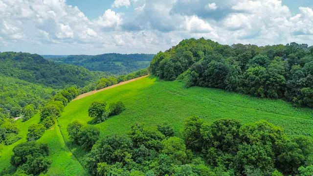 a view of a lush green forest with trees and some houses