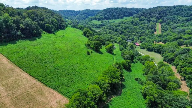 a view of a lush green forest with trees in the background