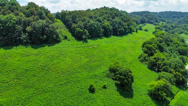 a view of a bunch of trees and bushes