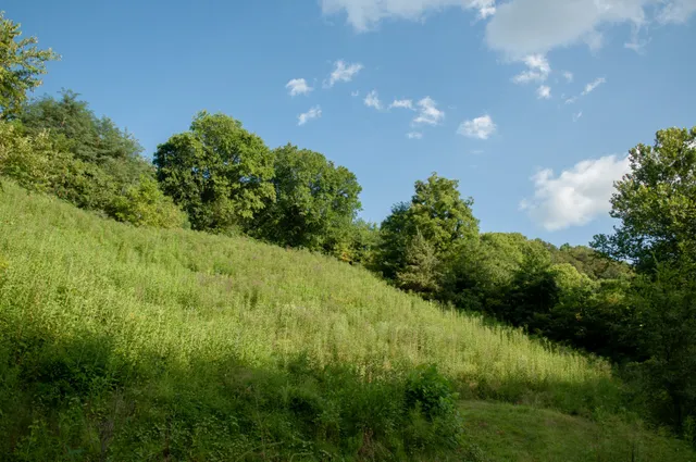 a view of a lush green space