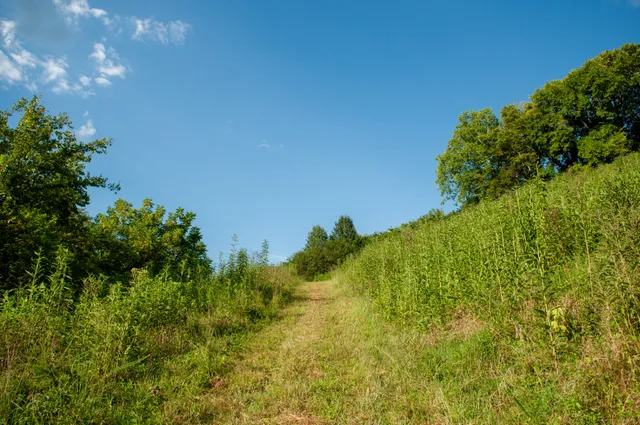 a view of a garden with plants and large trees